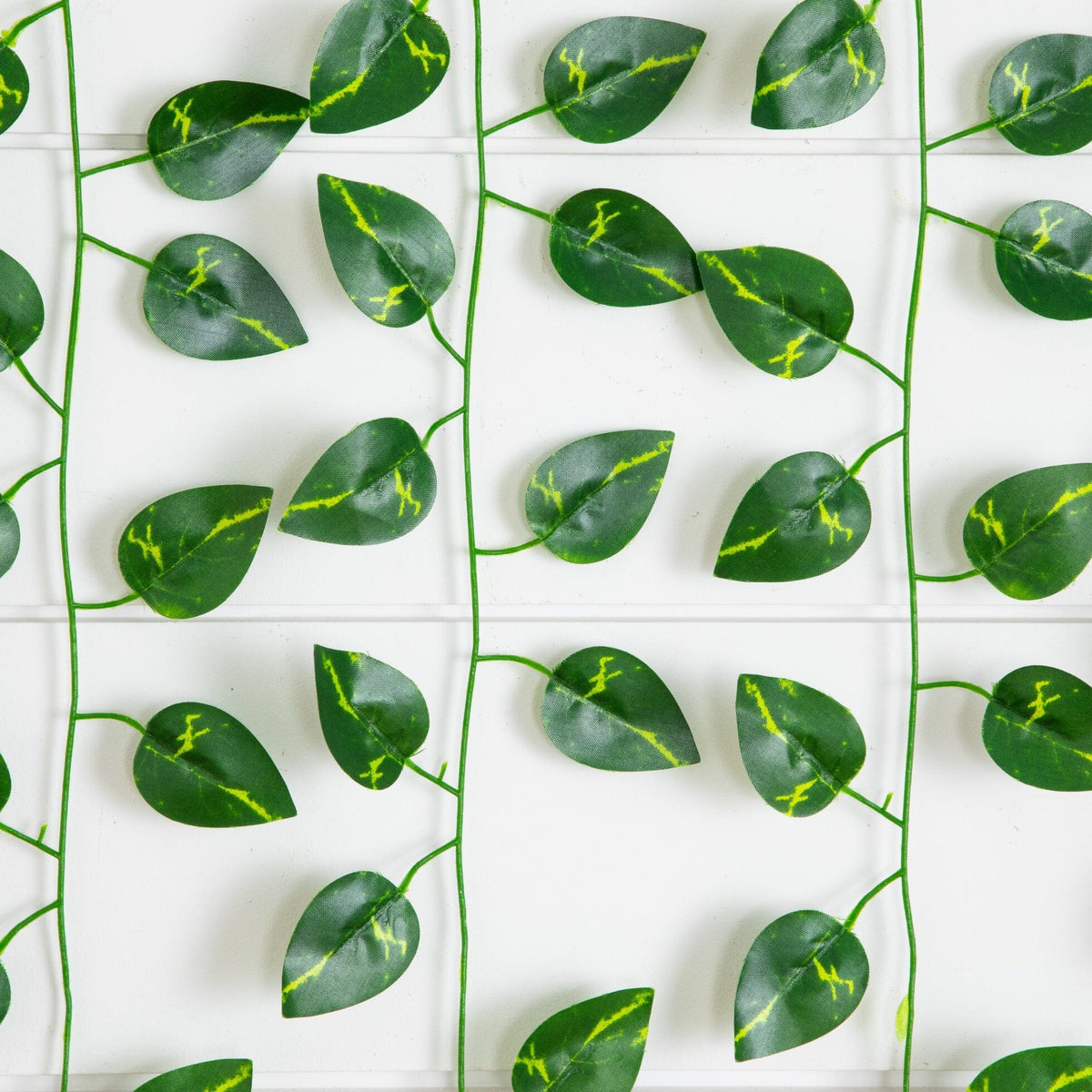 a group of green leaves on a white surface