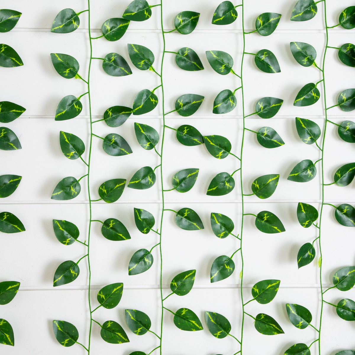 a group of green leaves on a white surface