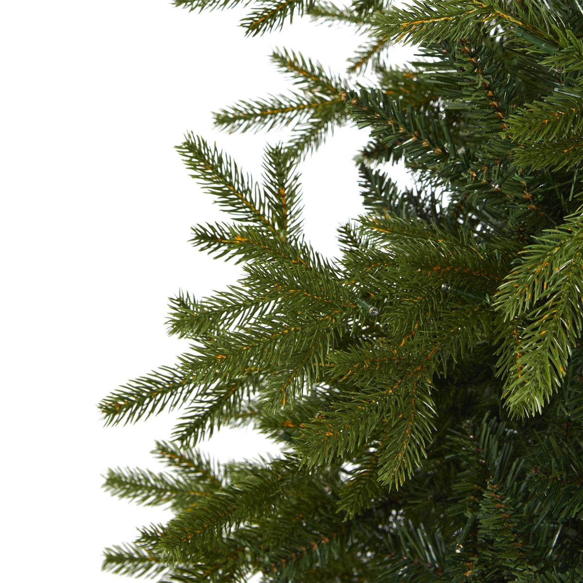 a close up of a tree