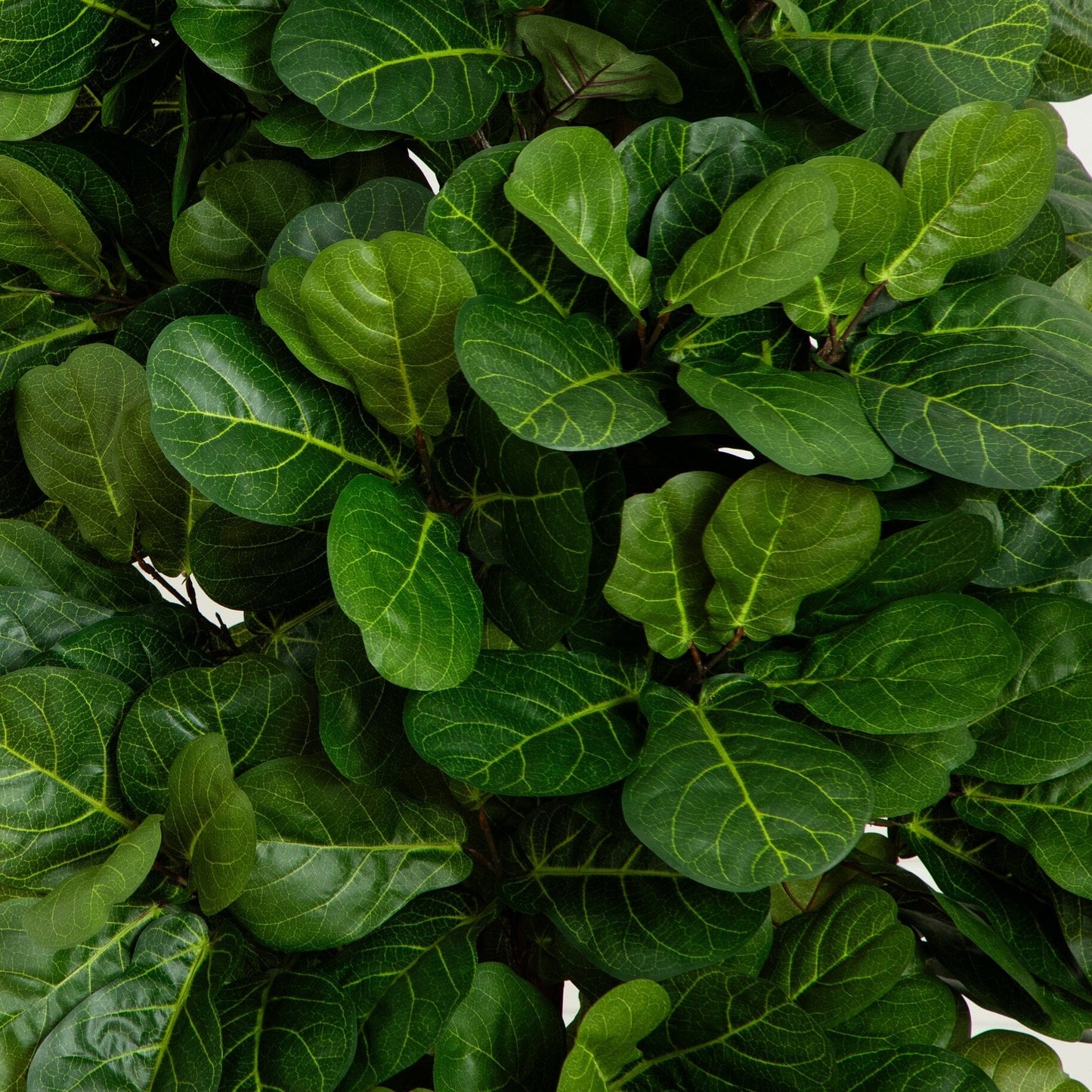 7’ Fiddle Leaf Fig Artificial Tree Beige Trunk