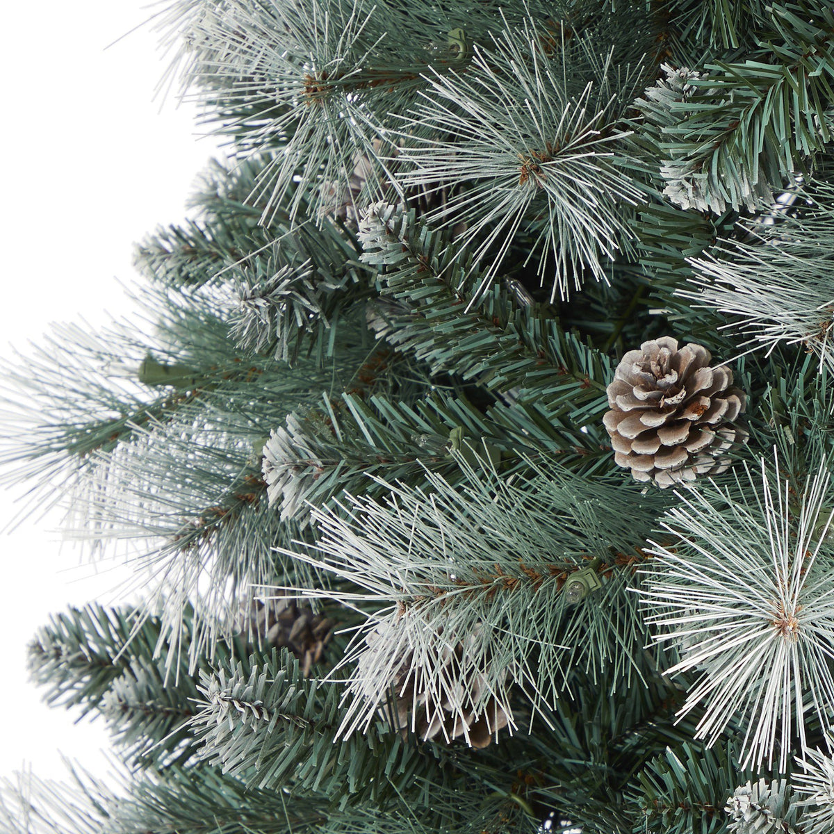a close up of a pine tree