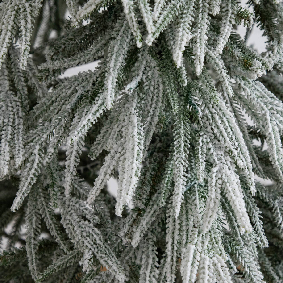 a close up of a tree