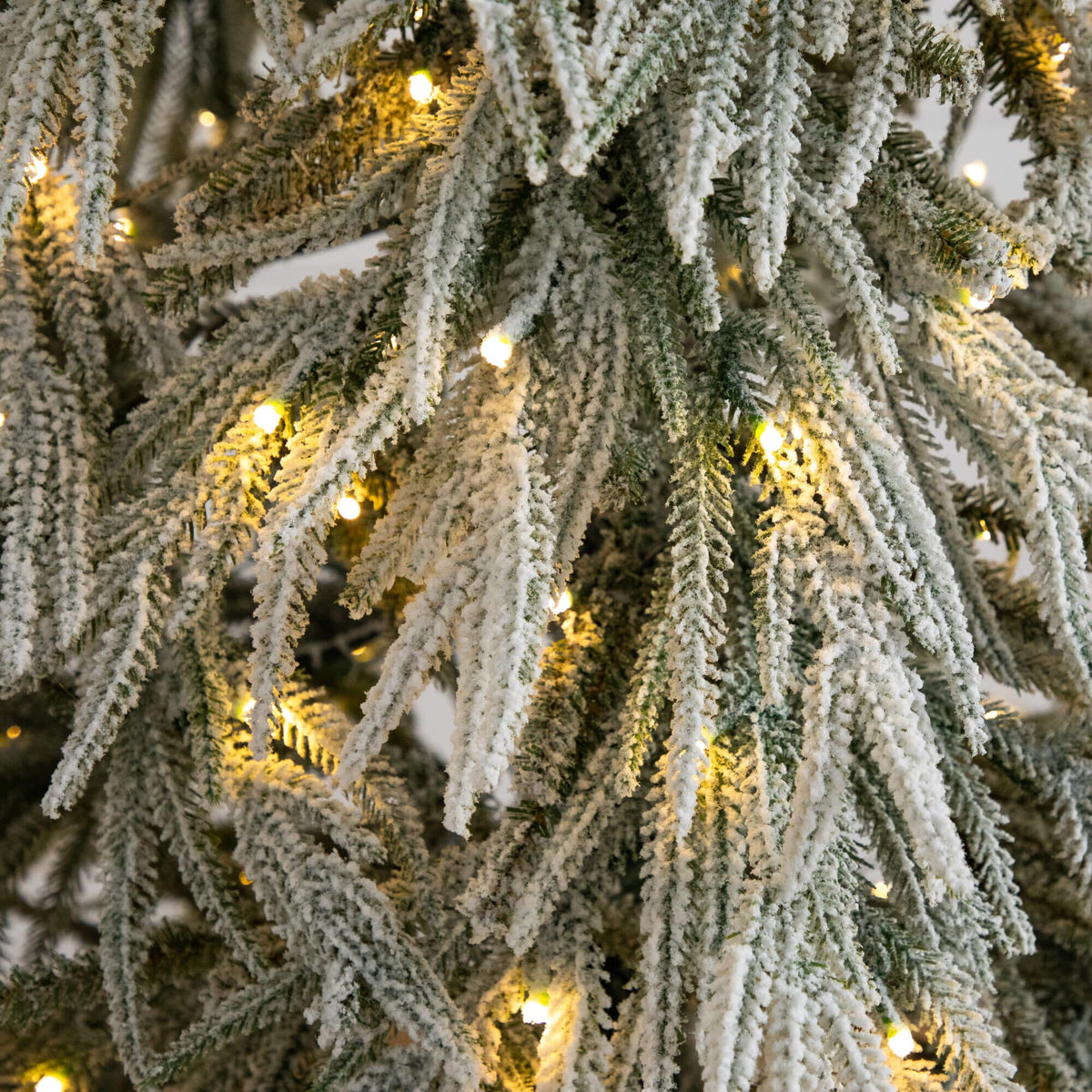 a close up of a tree