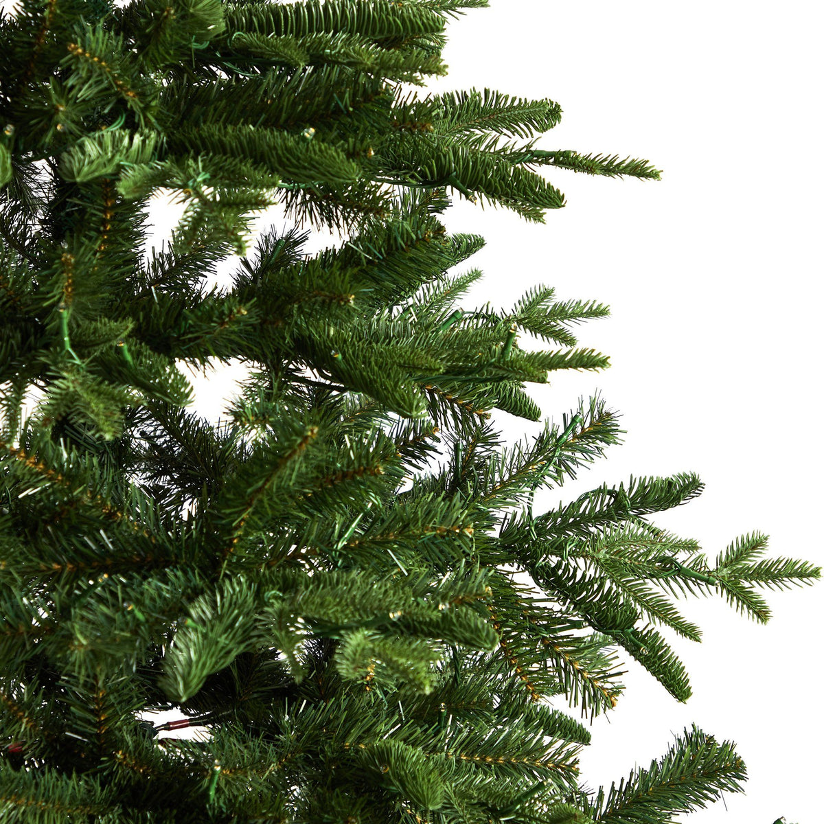 a close up of a tree