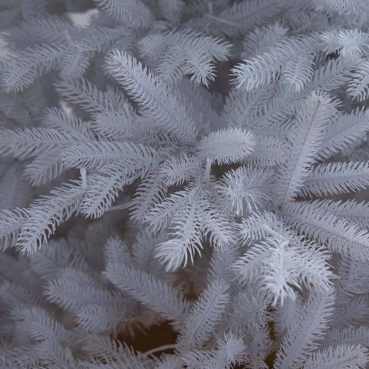 a close up of a plant