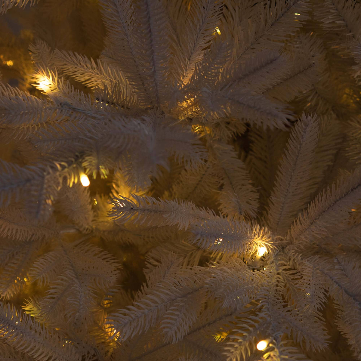 a close up of a tree