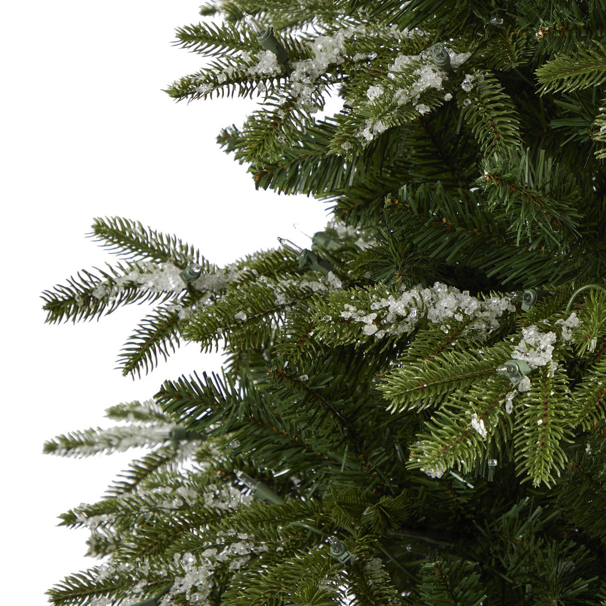 a close up of a tree