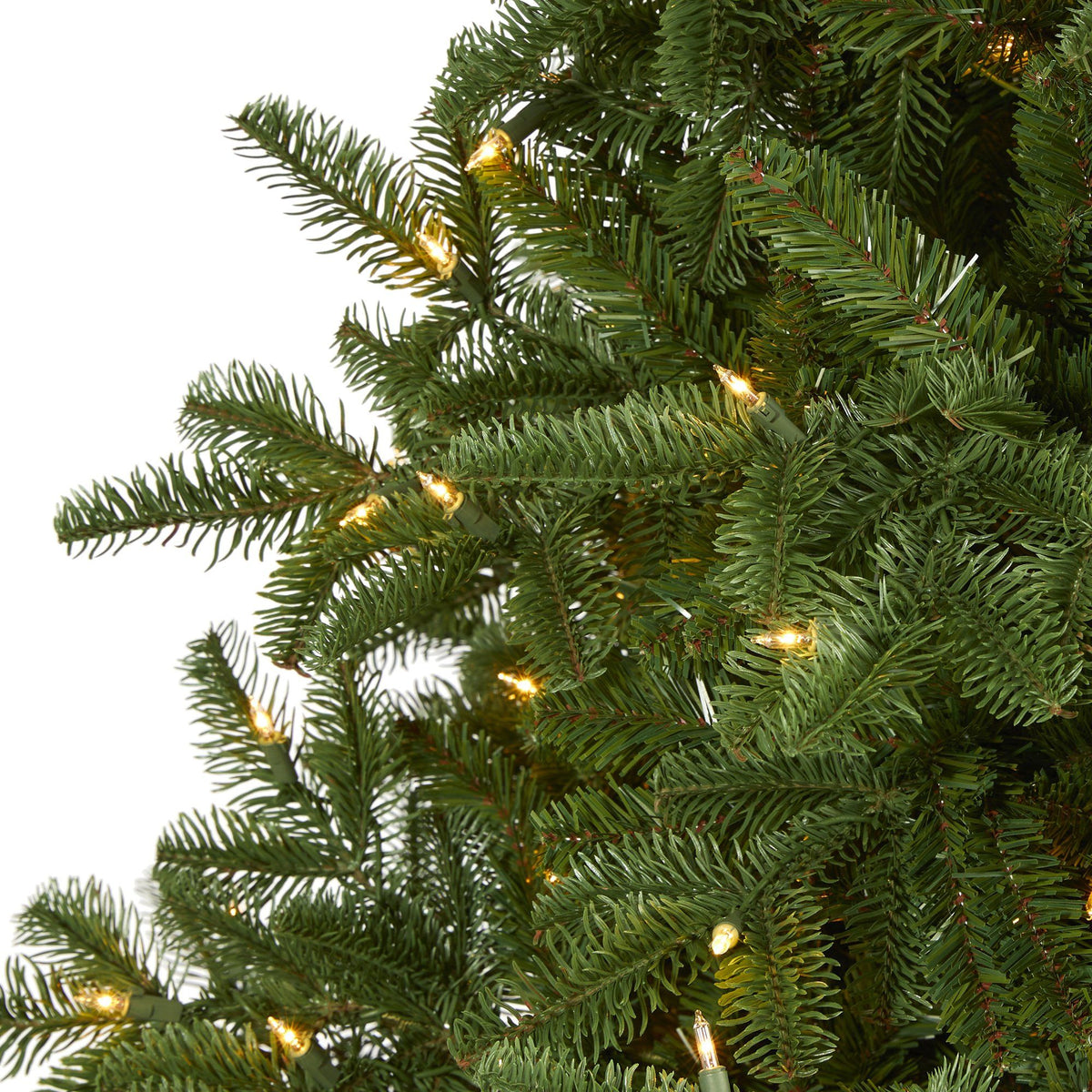 a close up of a tree