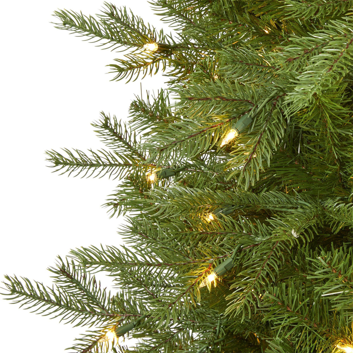 a close up of a tree