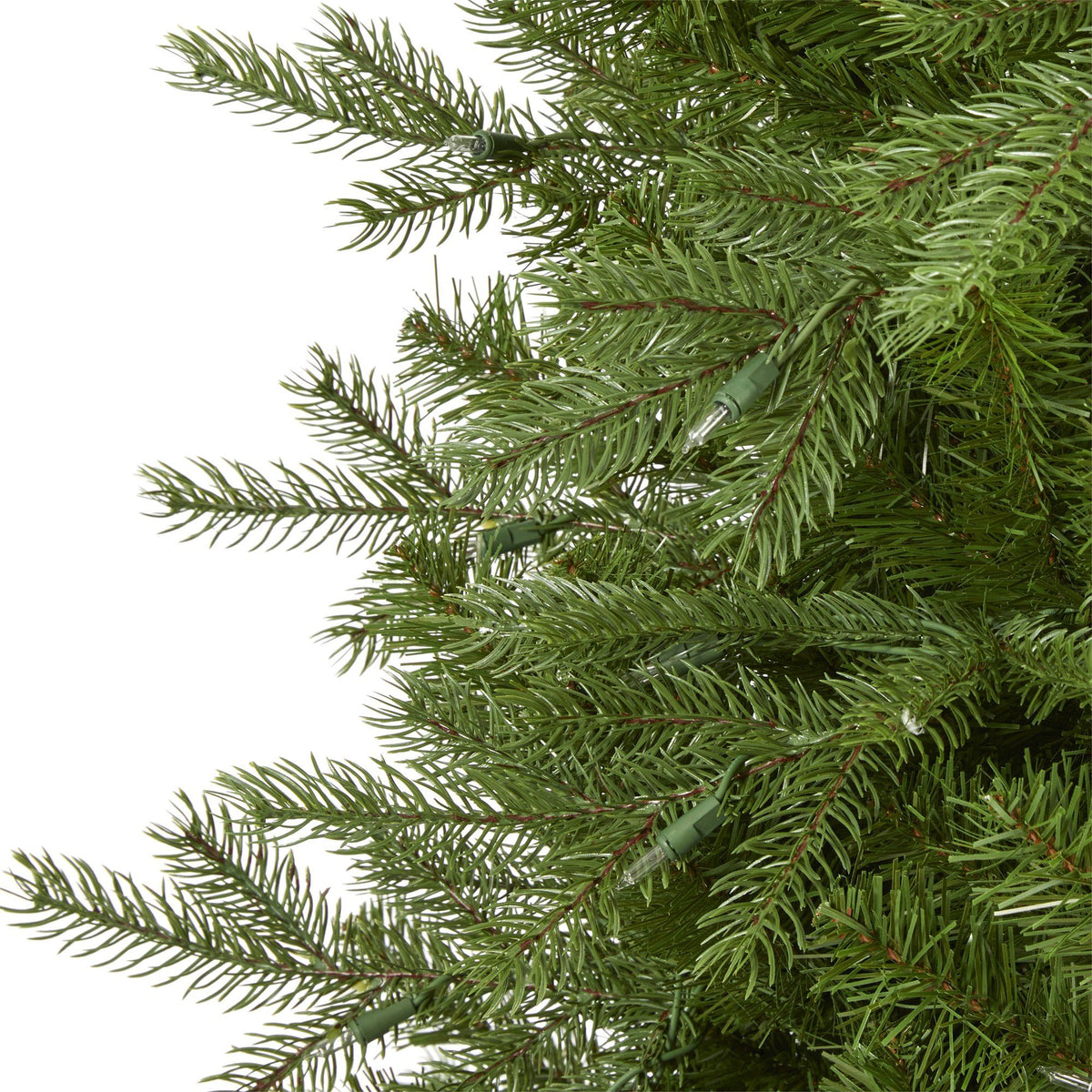 a close up of a tree