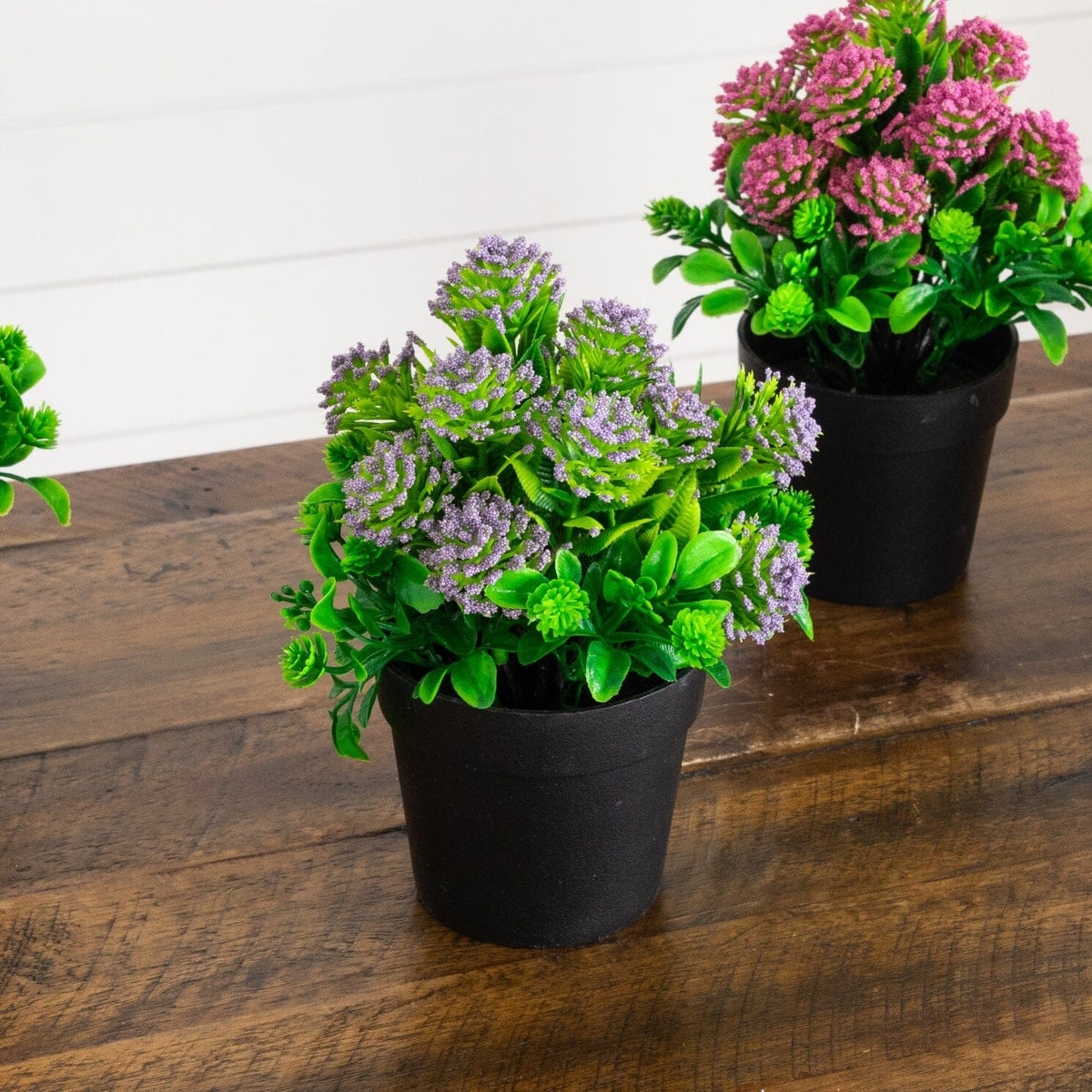 a group of potted plants on a table