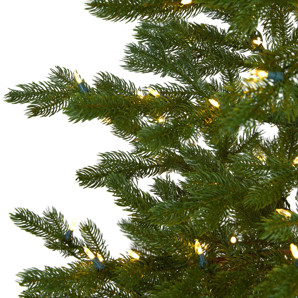 a close up of a tree