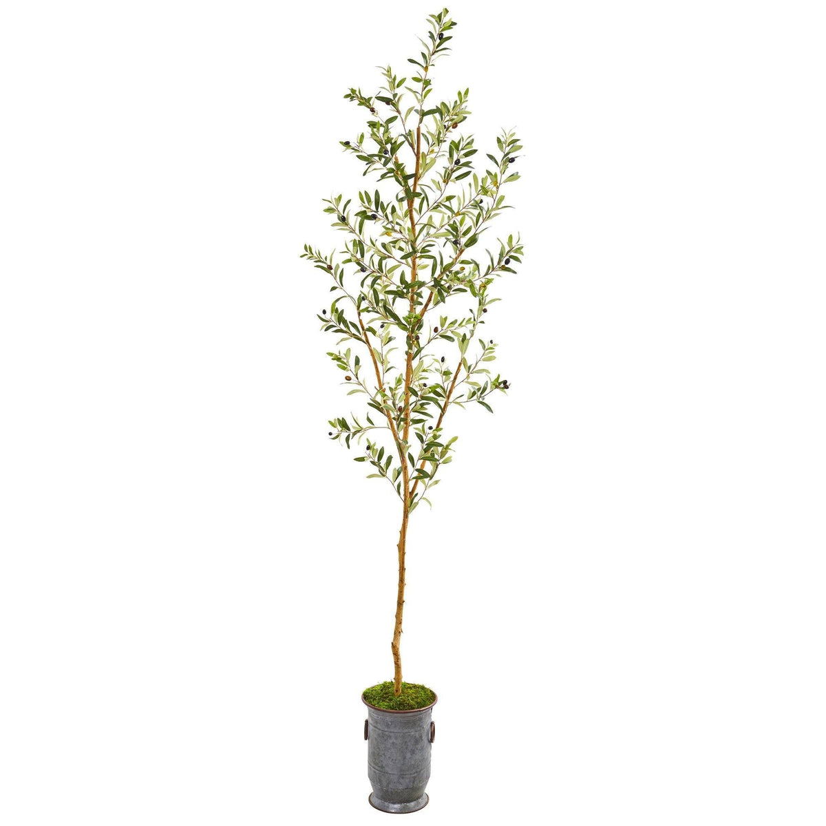 a tree in a pot