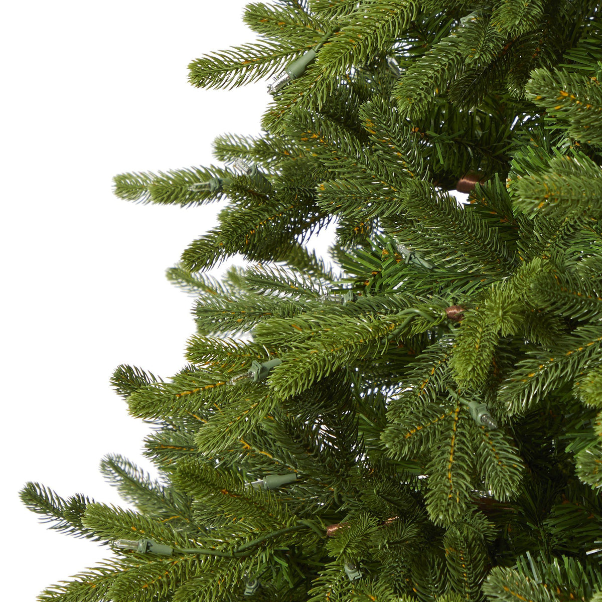 a close up of a tree