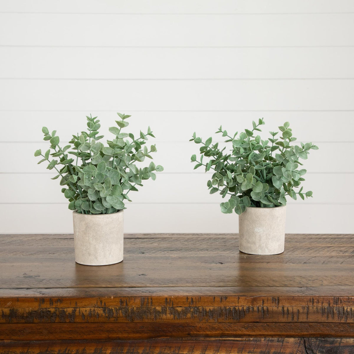 two potted plants on a table