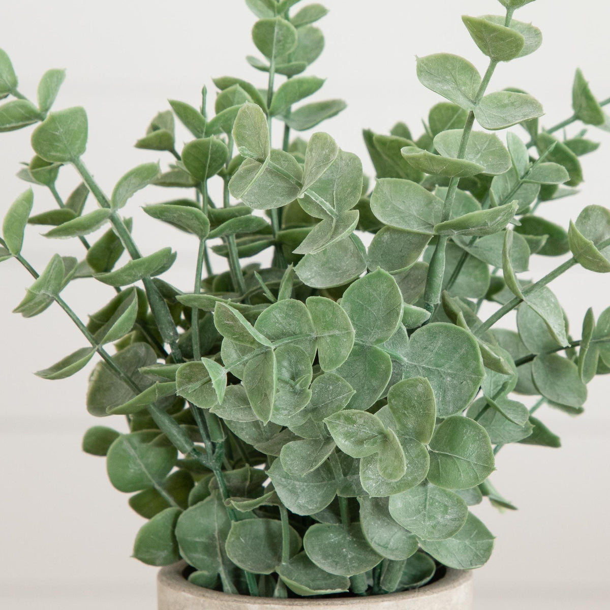 a potted plant with leaves