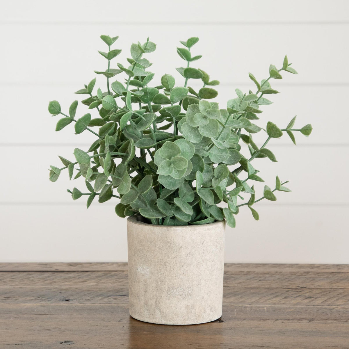 a plant in a pot