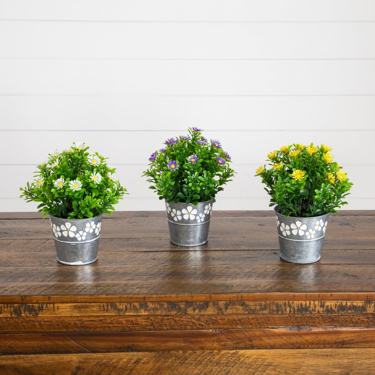 a group of potted plants on a table