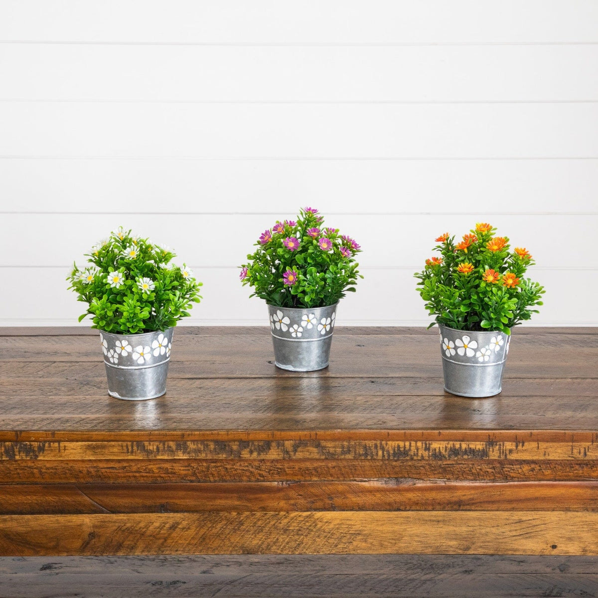 a group of potted plants on a wooden table