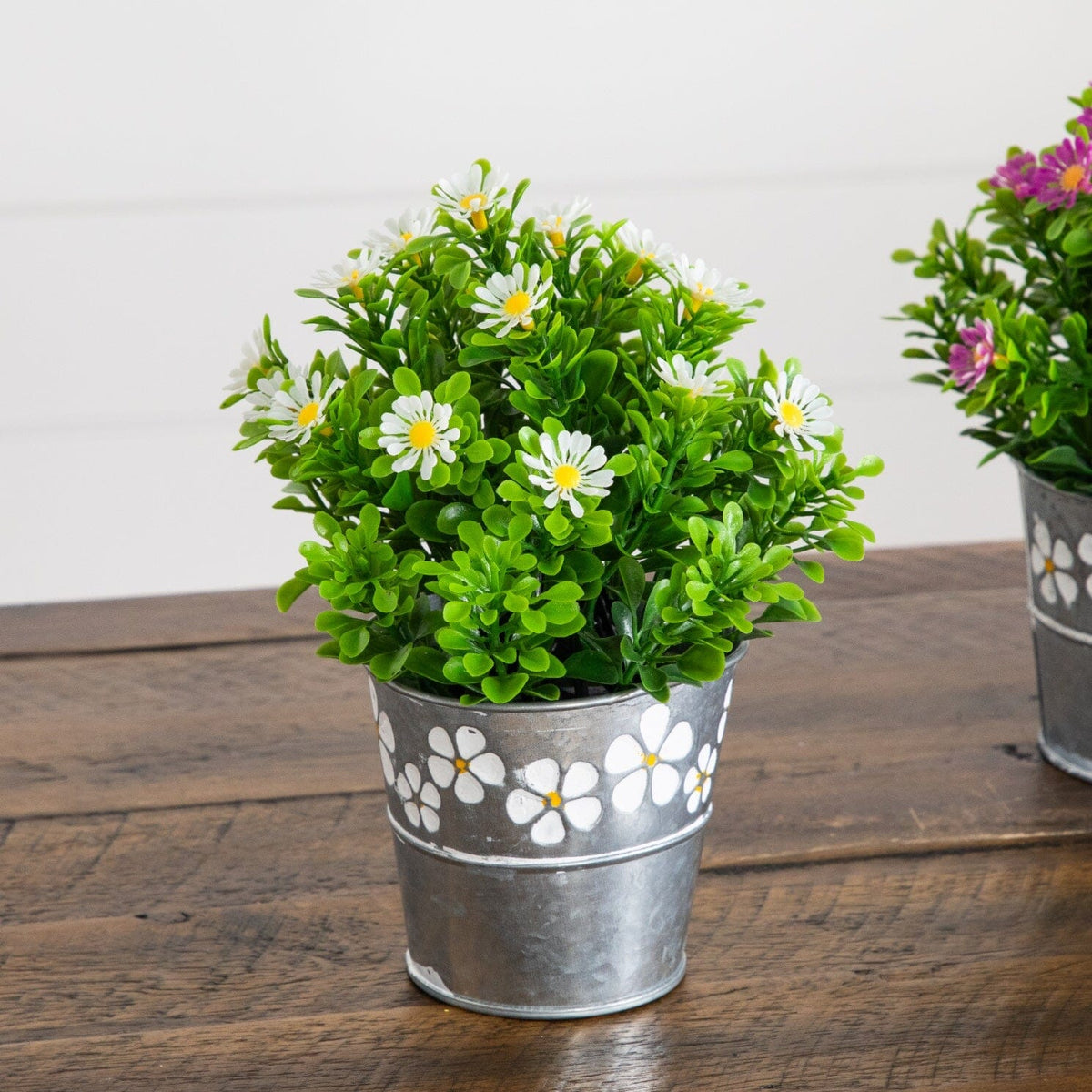 a potted plants on a table