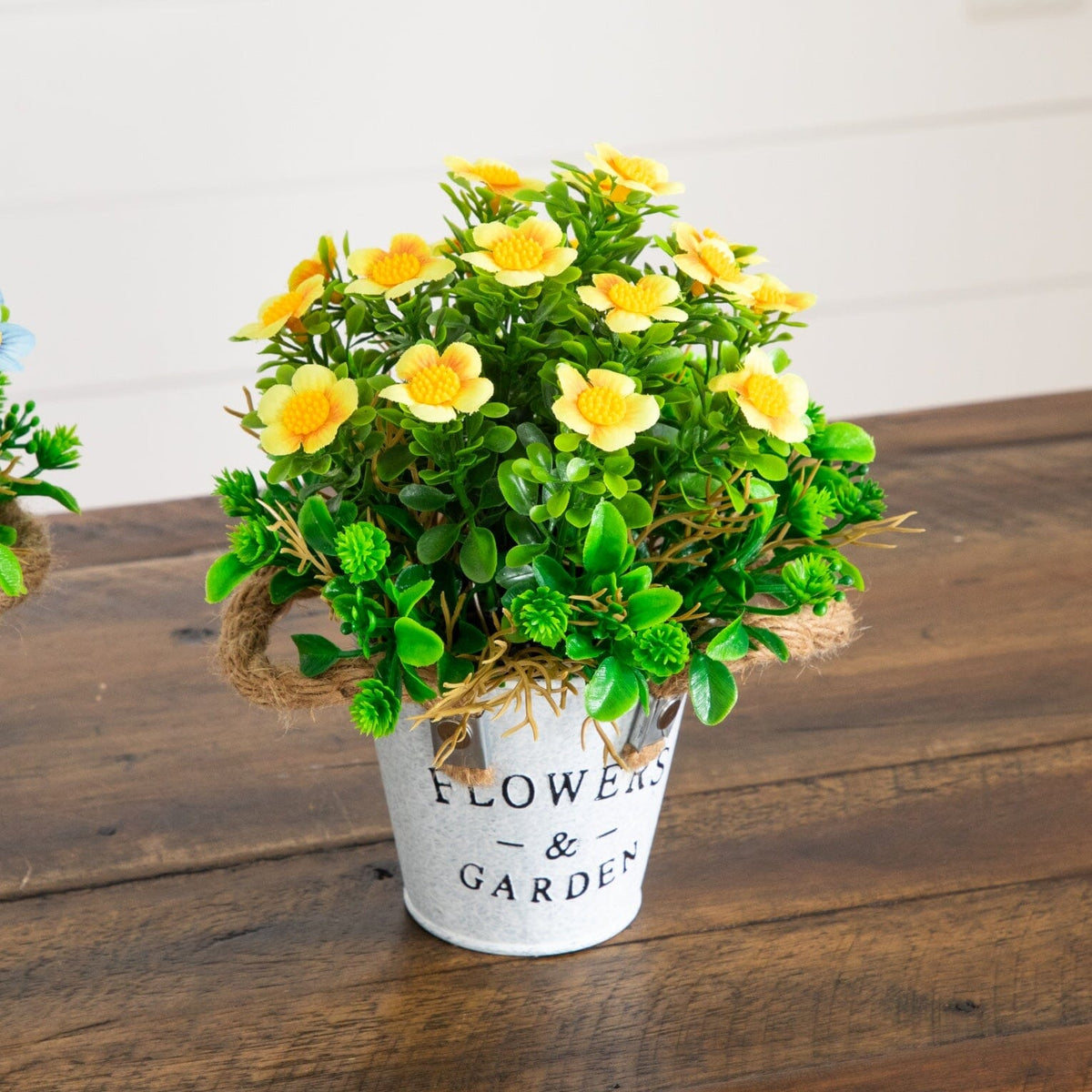 a potted plants on a table