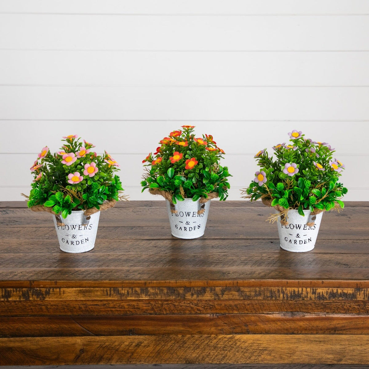 a group of potted plants on a table