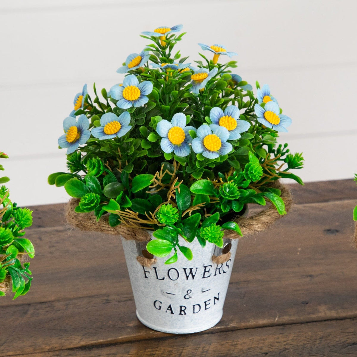 a potted plant with blue flowers