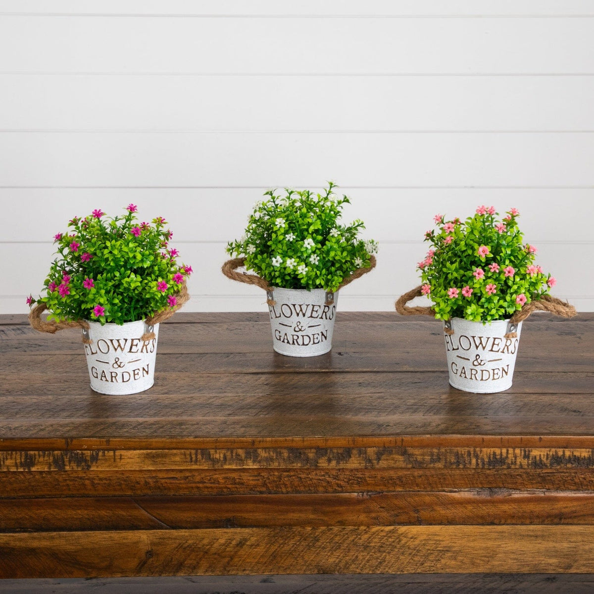 a group of potted plants on a wooden table