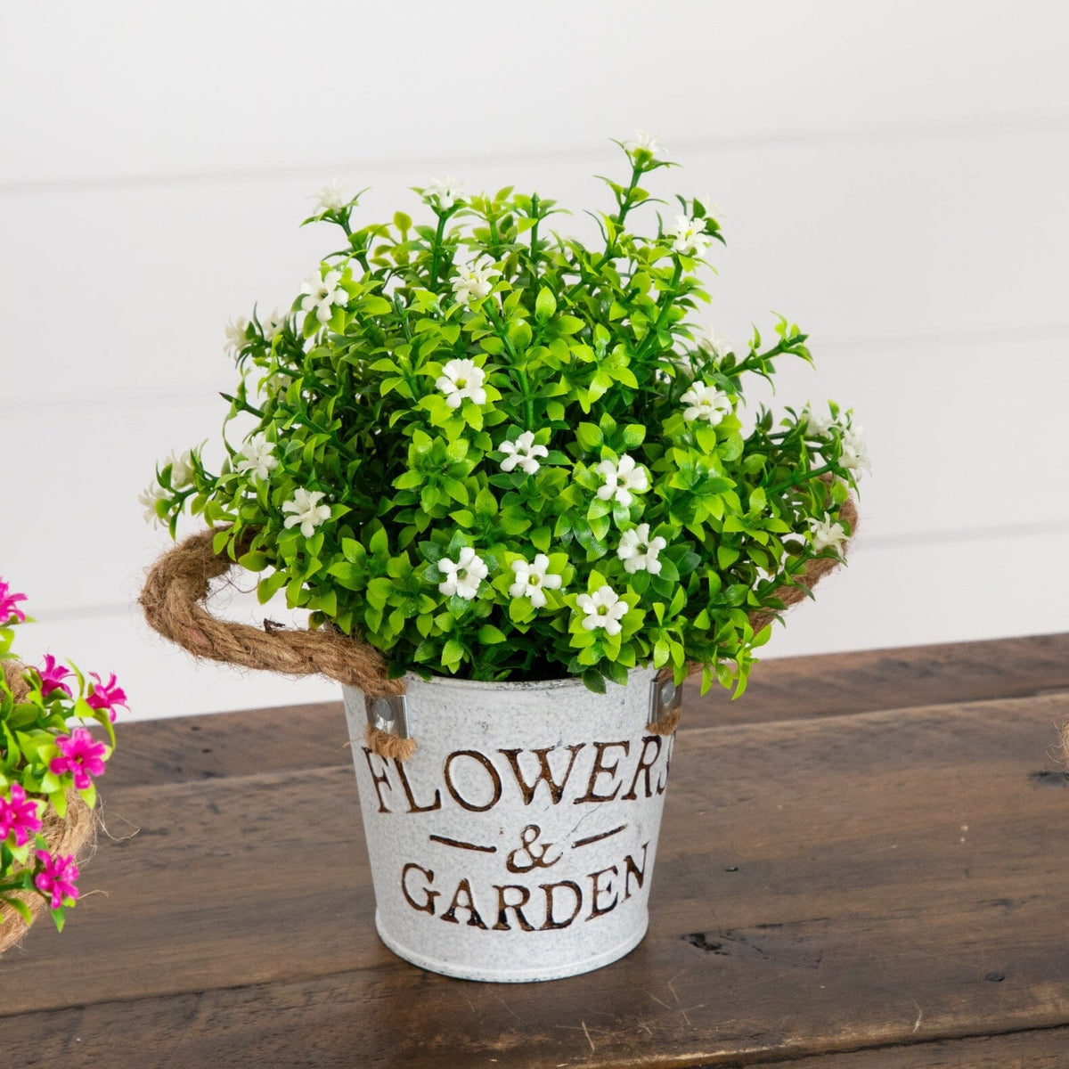 a potted plant with white flowers