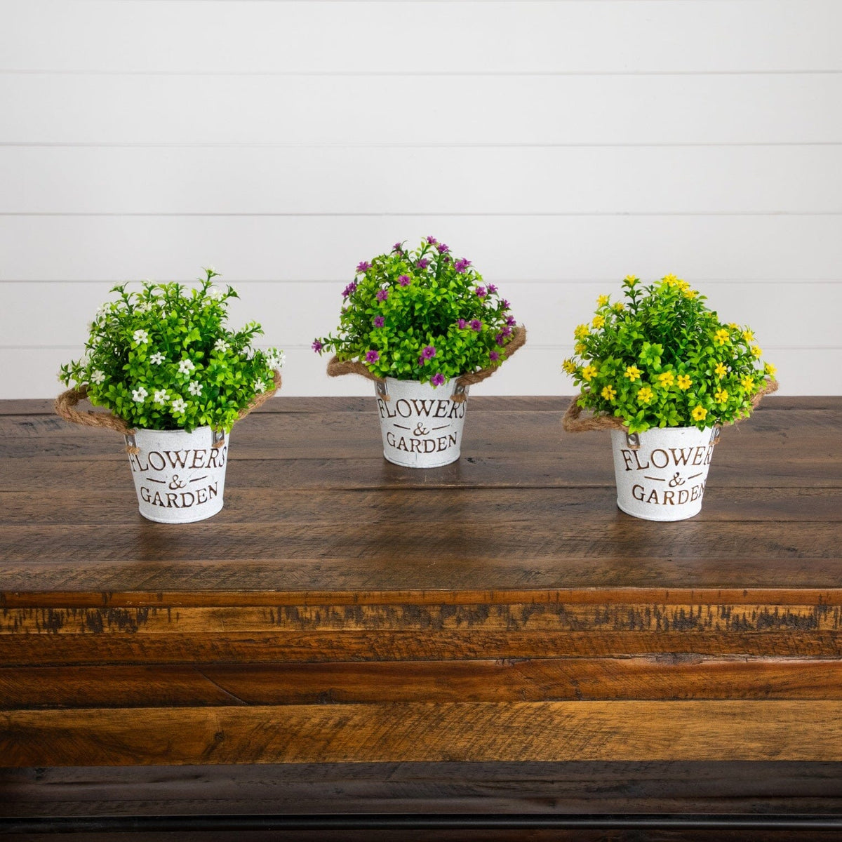 a group of small potted plants on a wooden surface