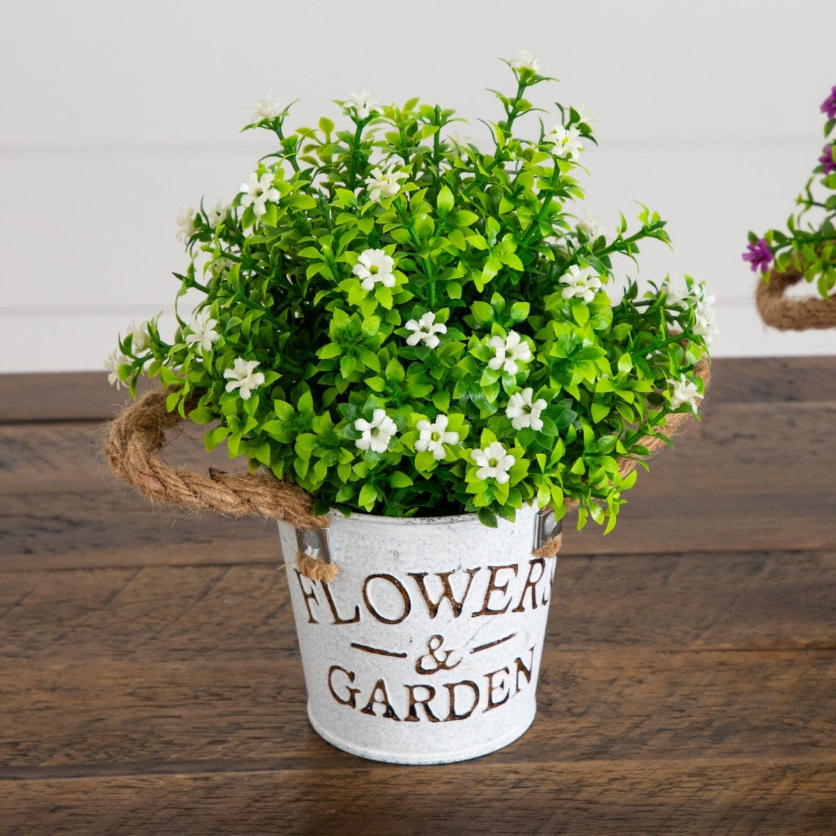 a potted plant with white flowers