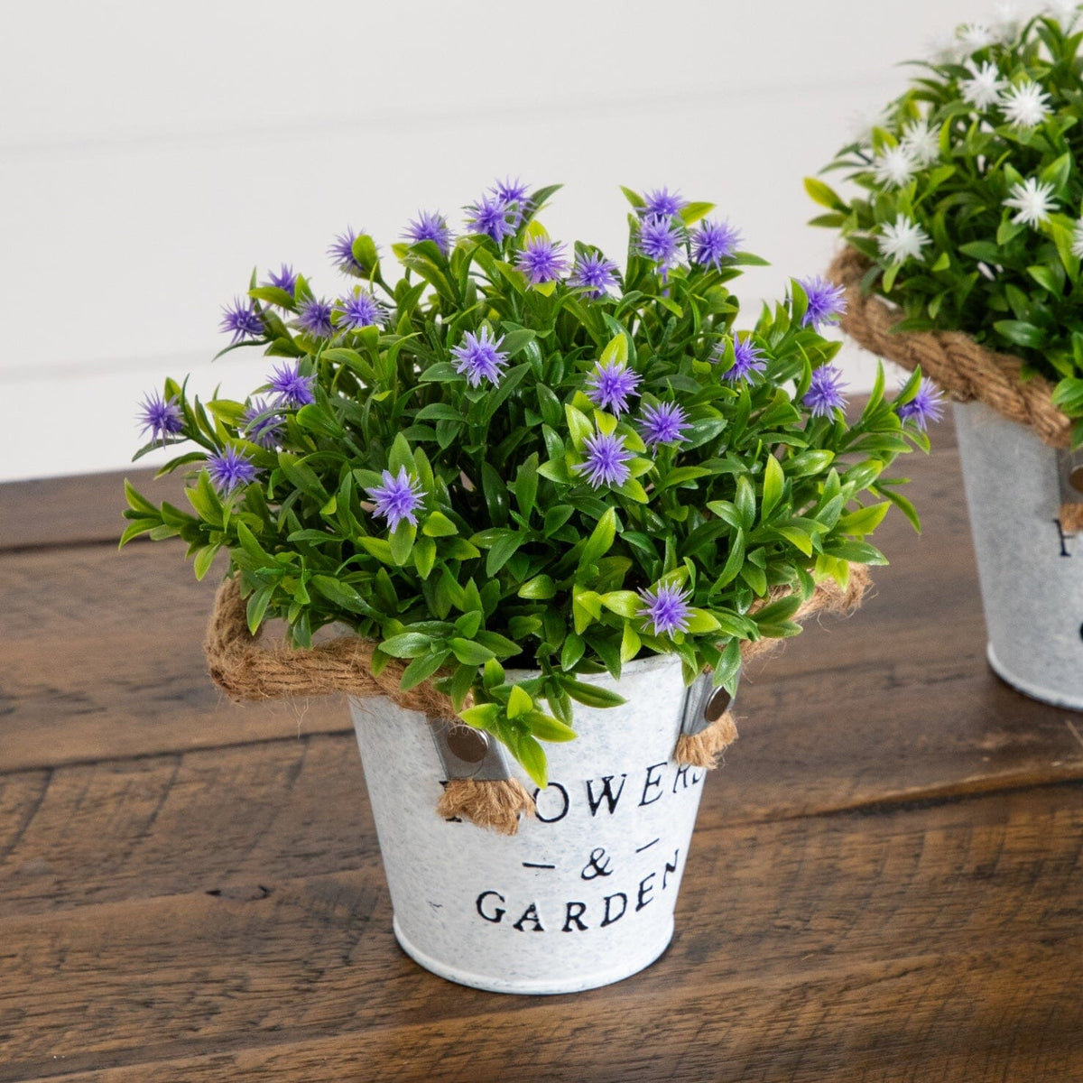 a plant in a pot