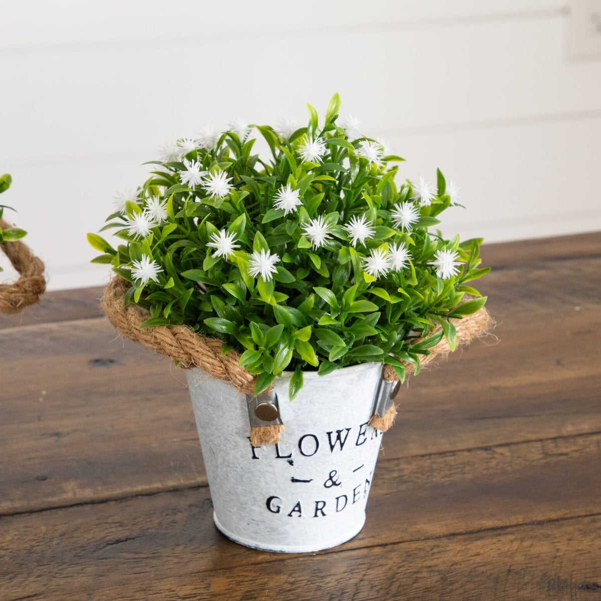 a potted plant with white flowers