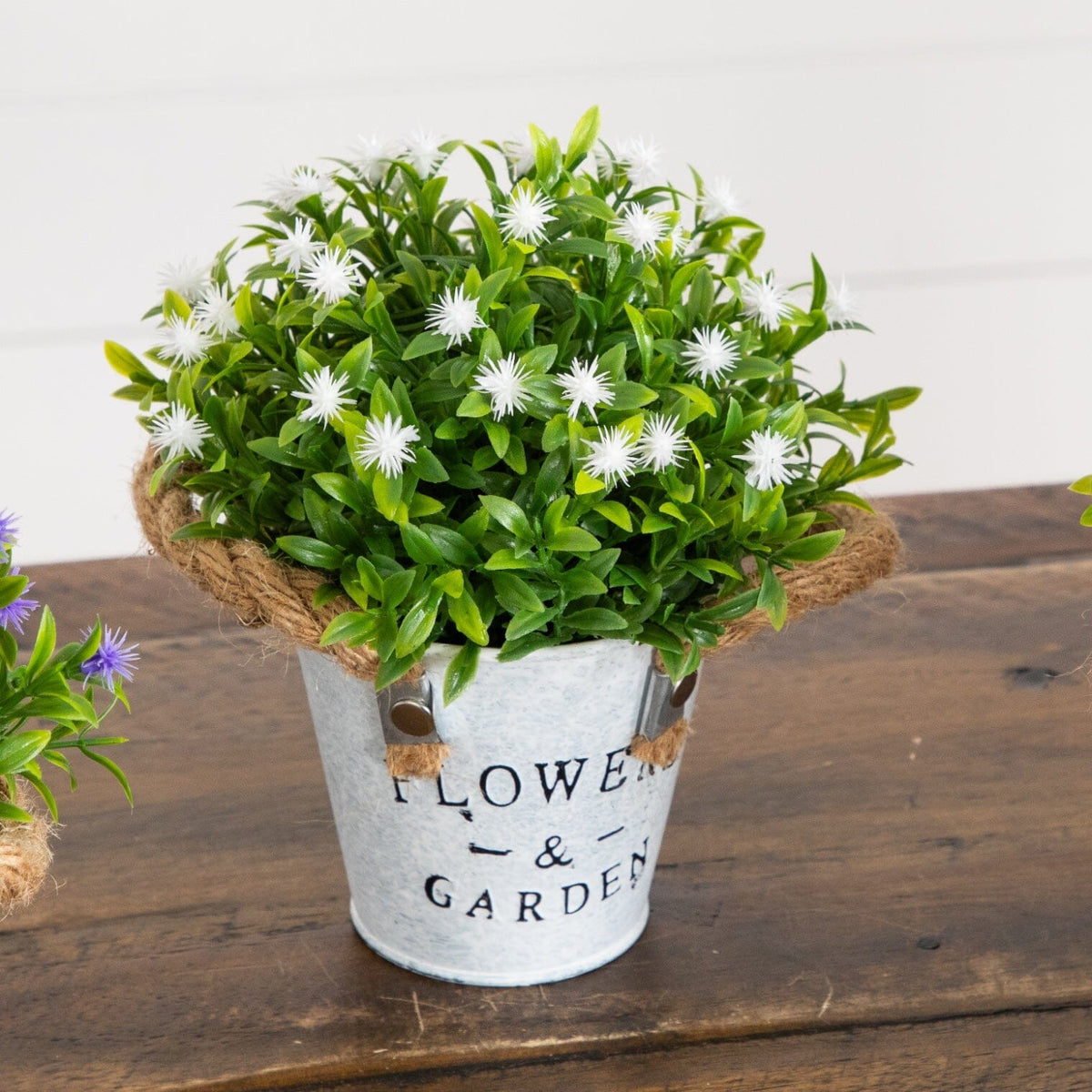 a potted plant with white flowers