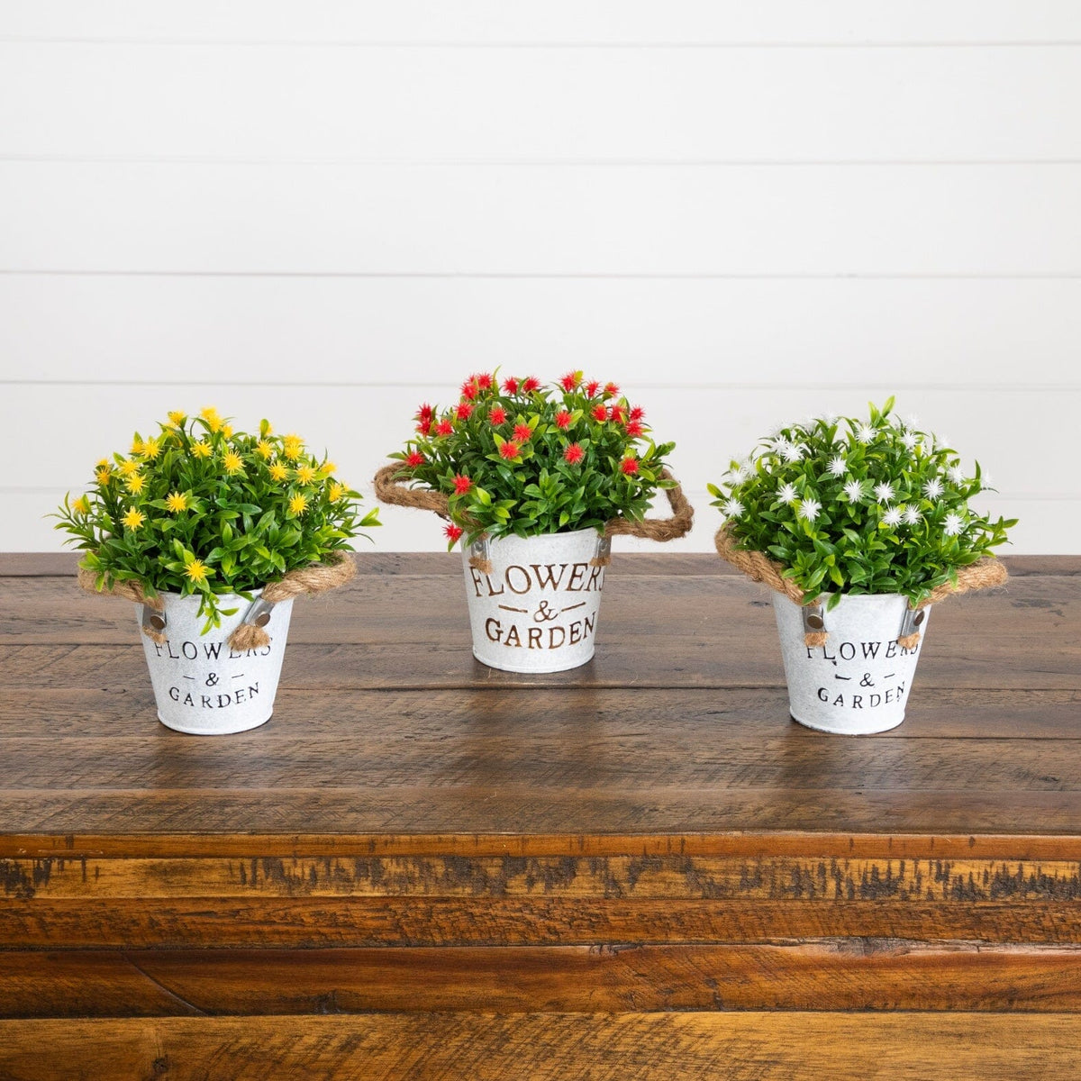 a group of potted plants on a wooden surface