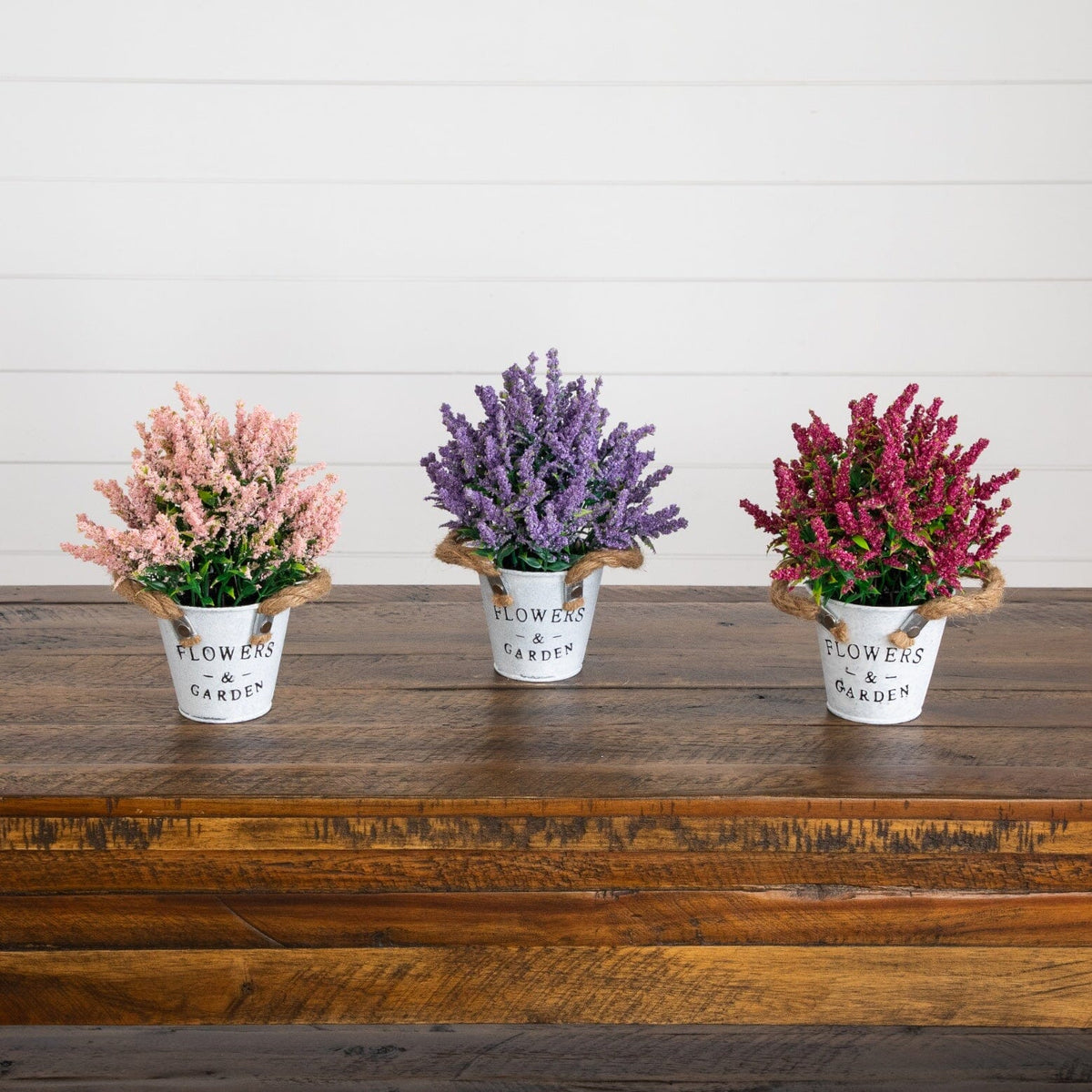 a group of small potted plants on a wooden surface