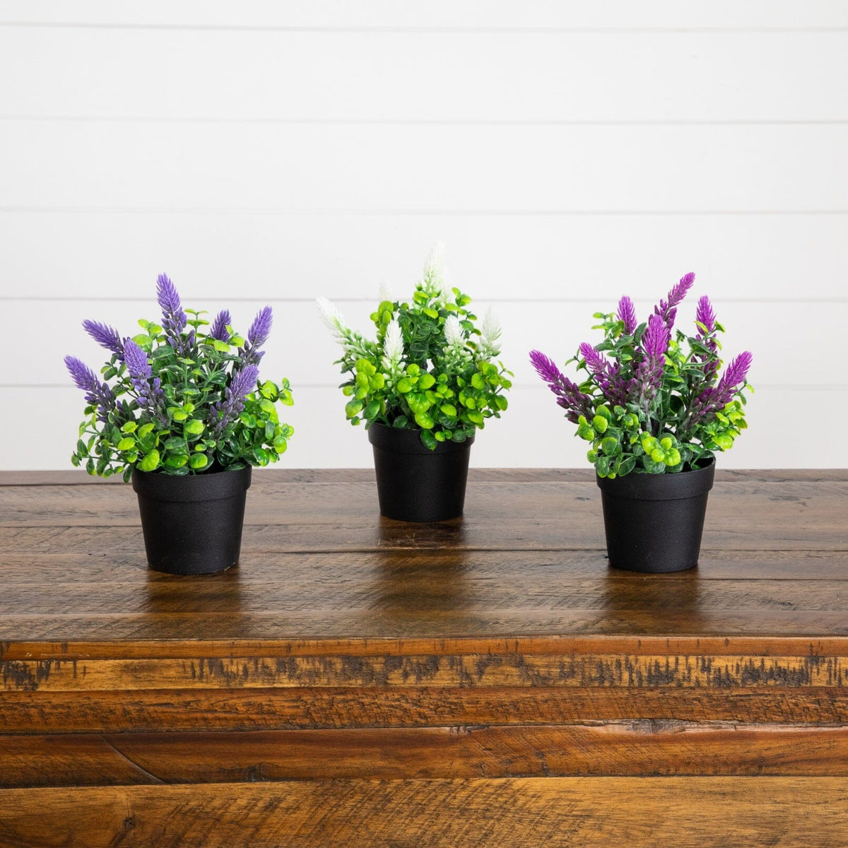 a group of potted plants on a table