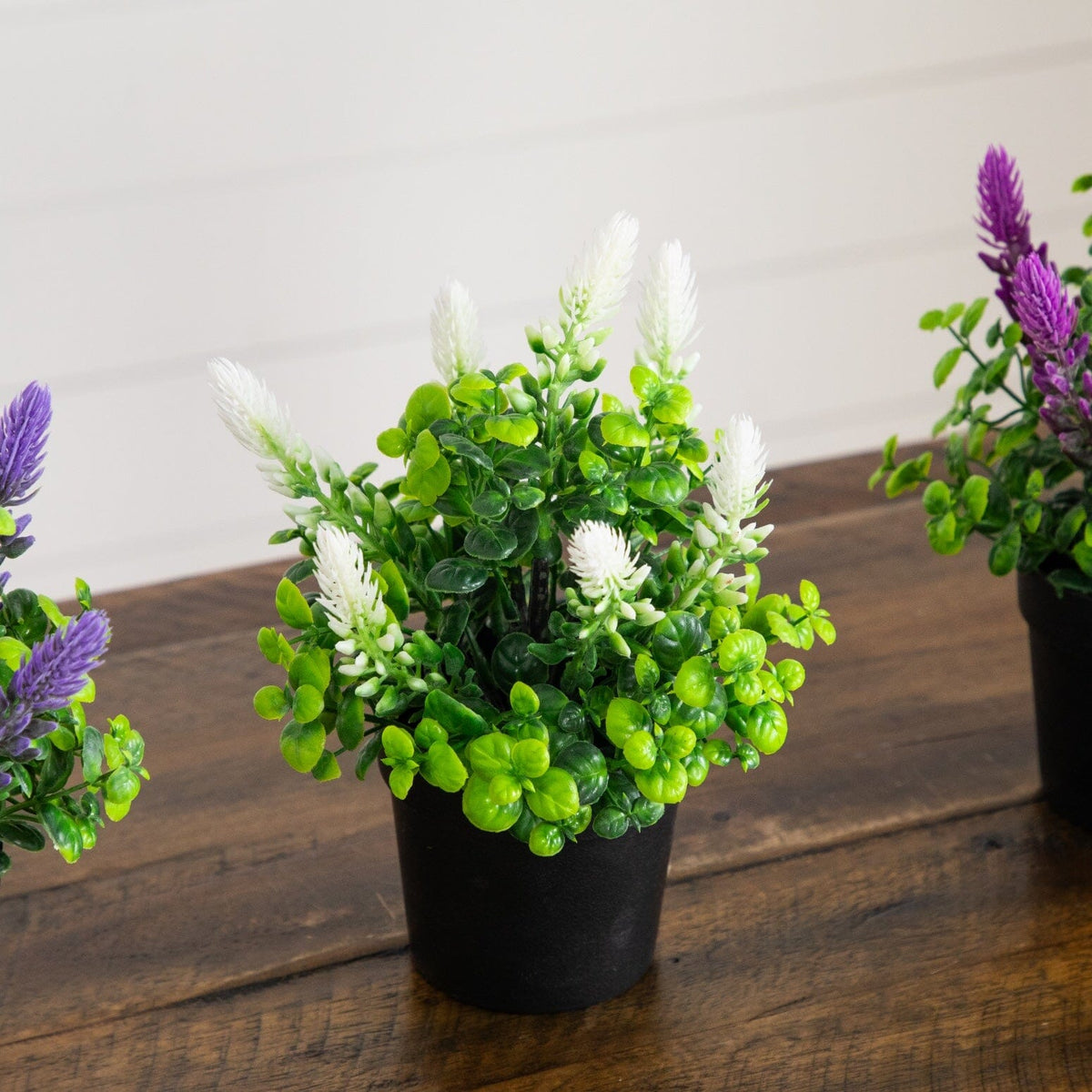 a group of potted plants on a table