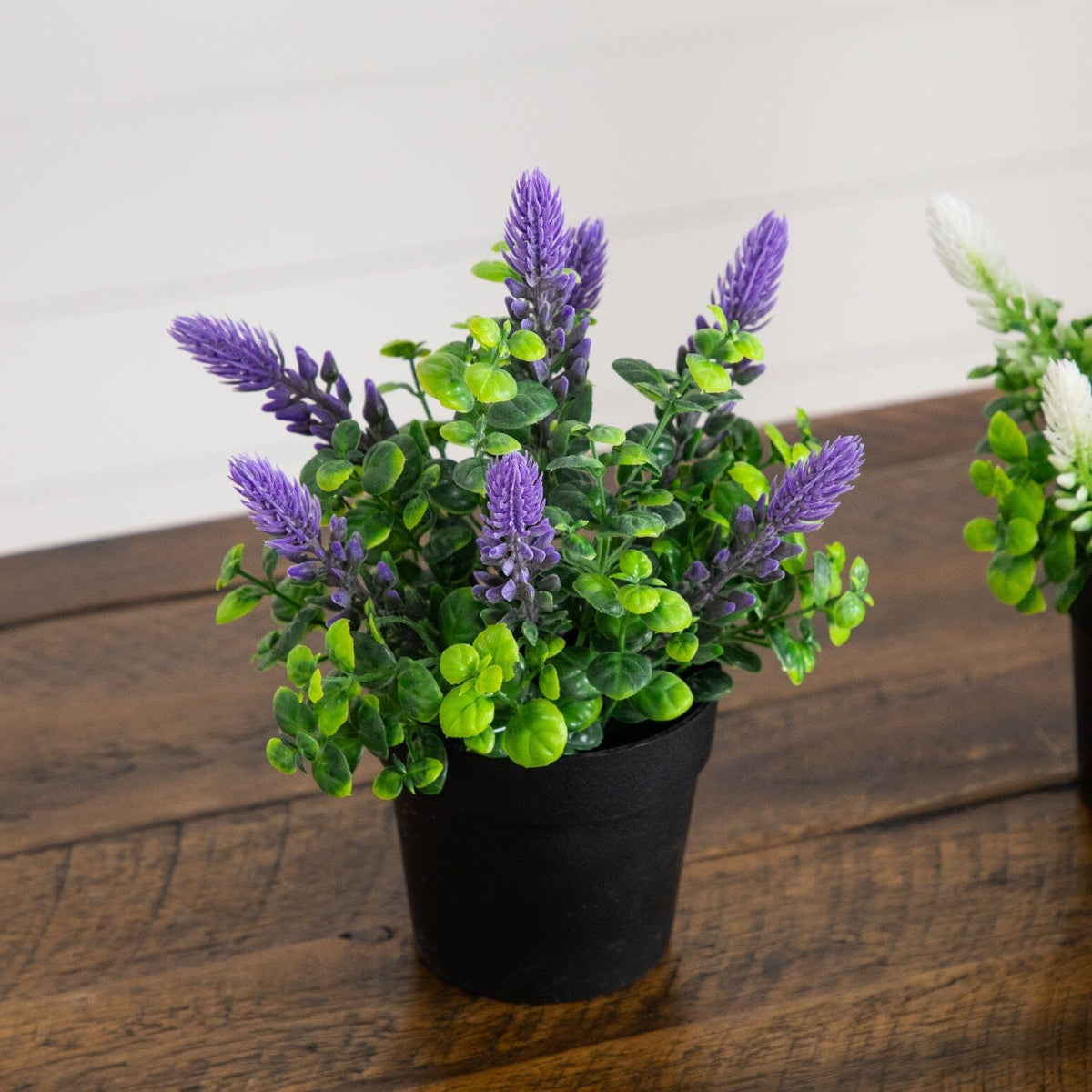a potted plants on a table