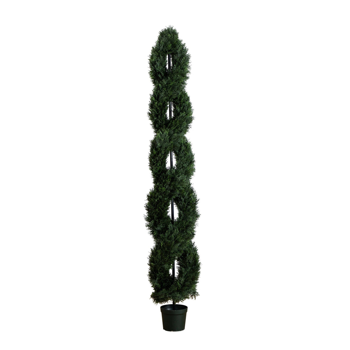 a tall plant in a pot