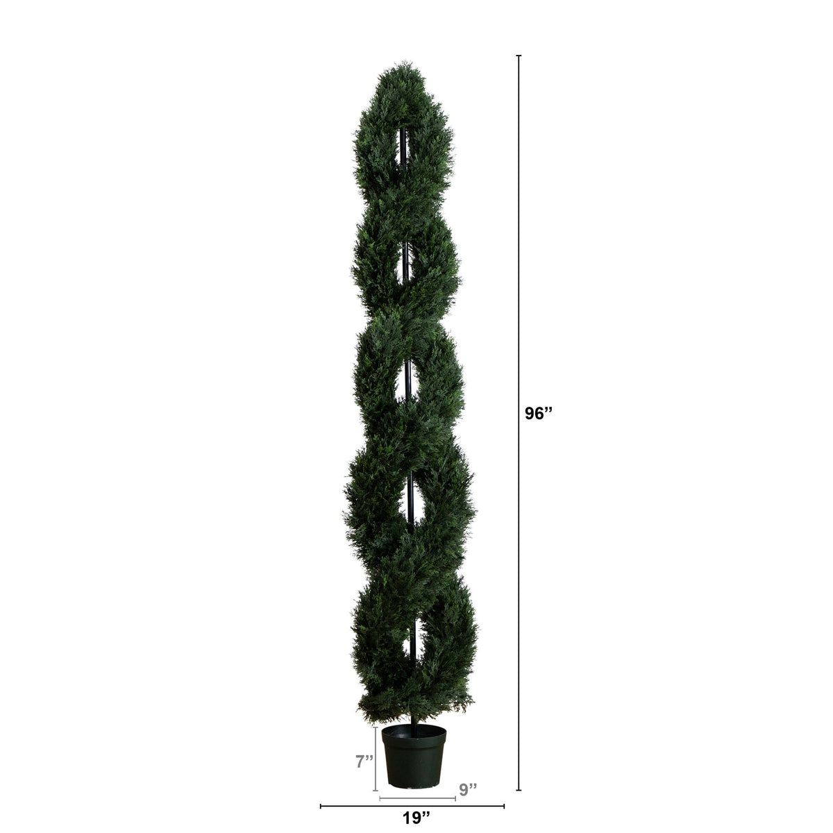 a tall plant with a height of 6 inches