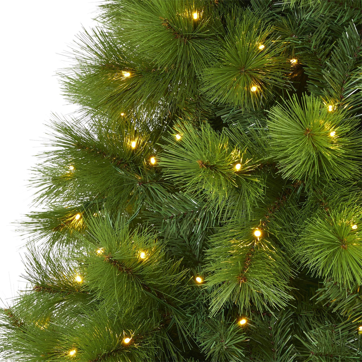 a close up of a tree