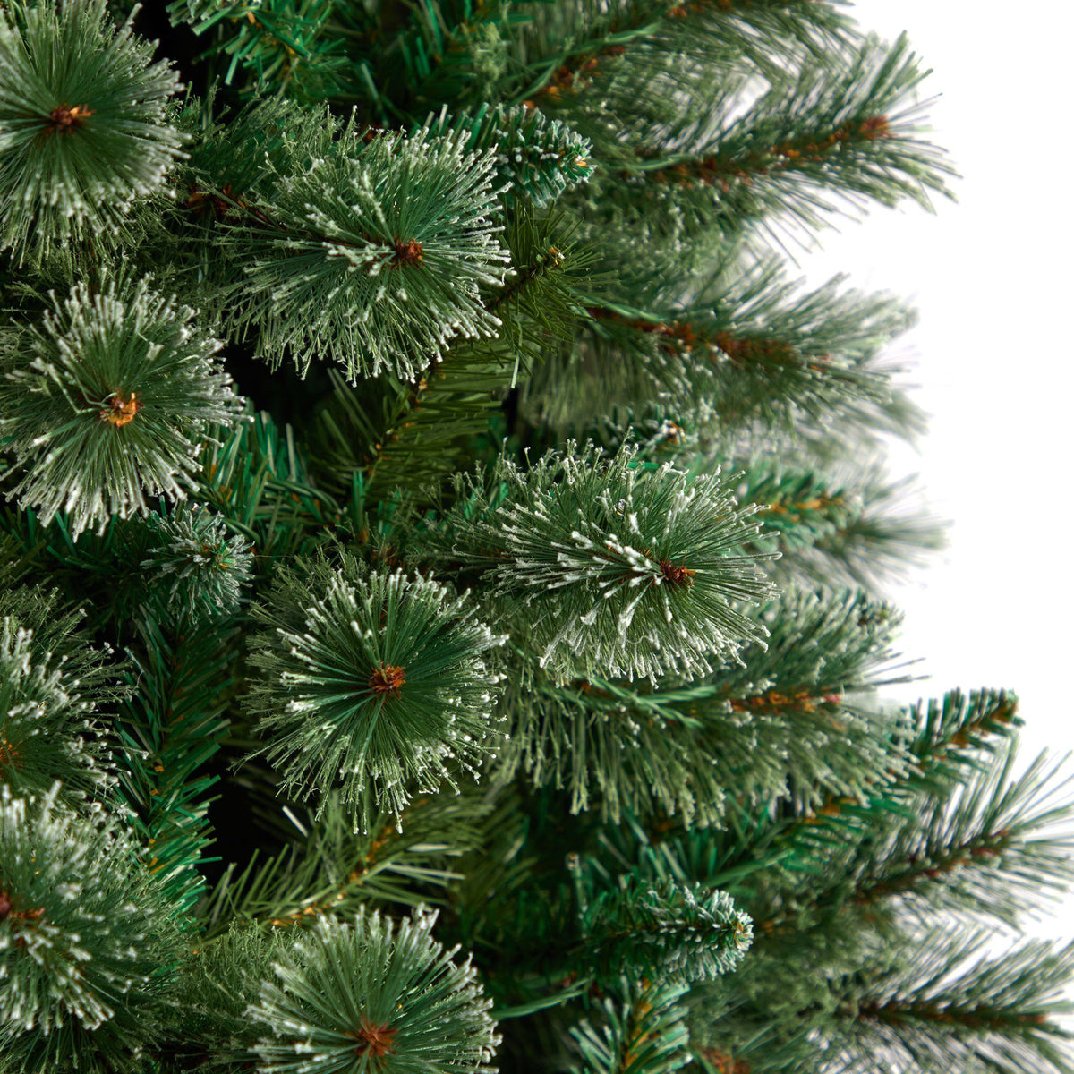 a close up of a tree