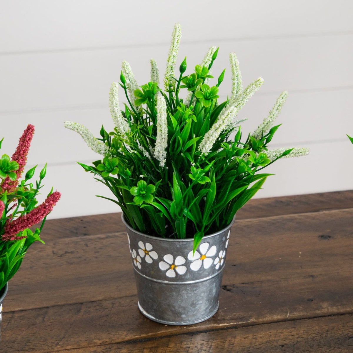 a potted plants on a table