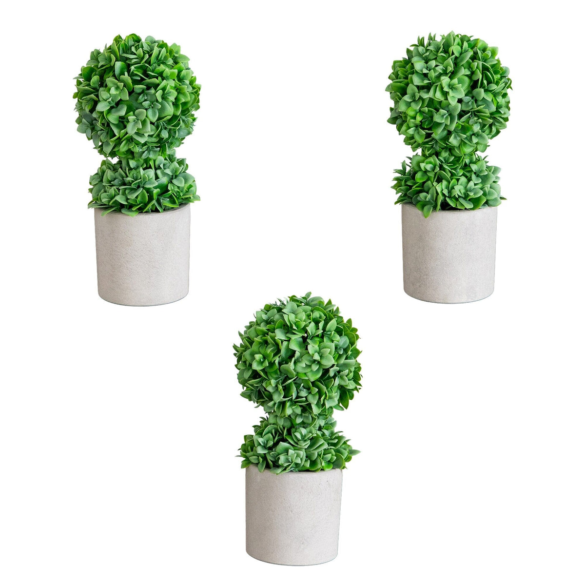 a group of plants in a pot
