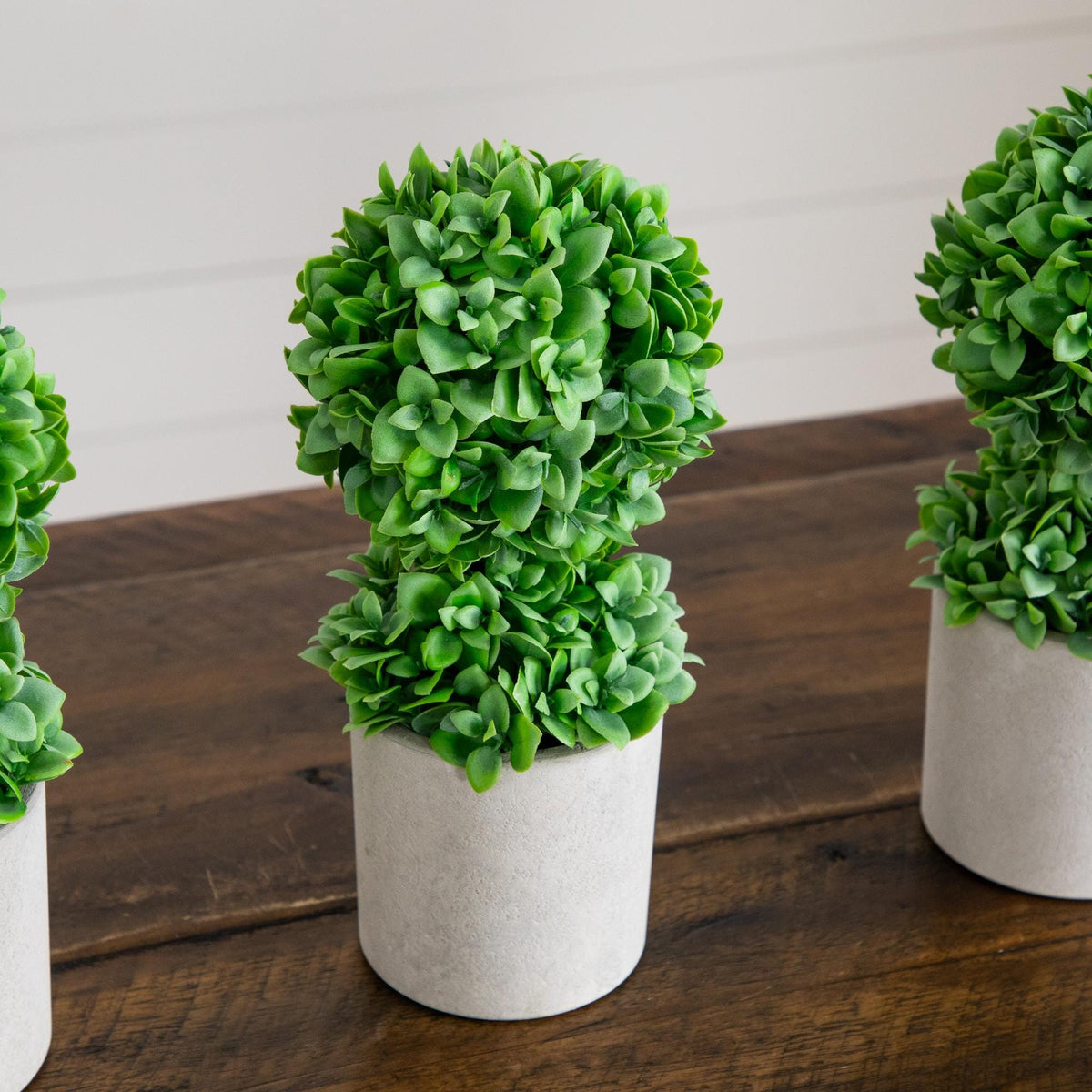 a group of plants in pots