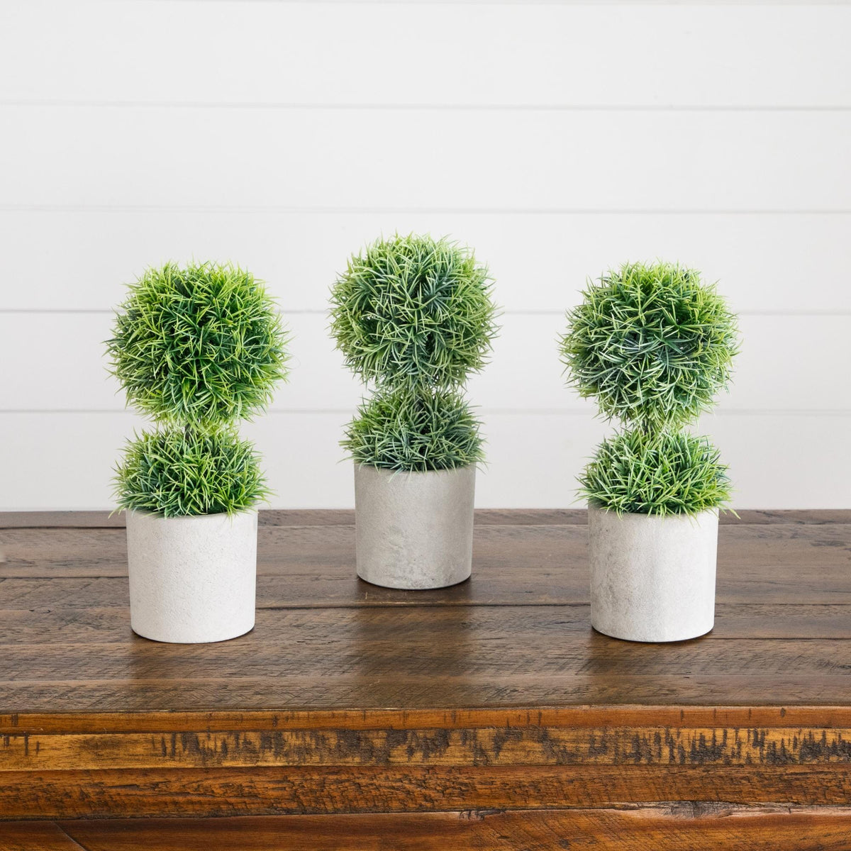 a group of plants in pots
