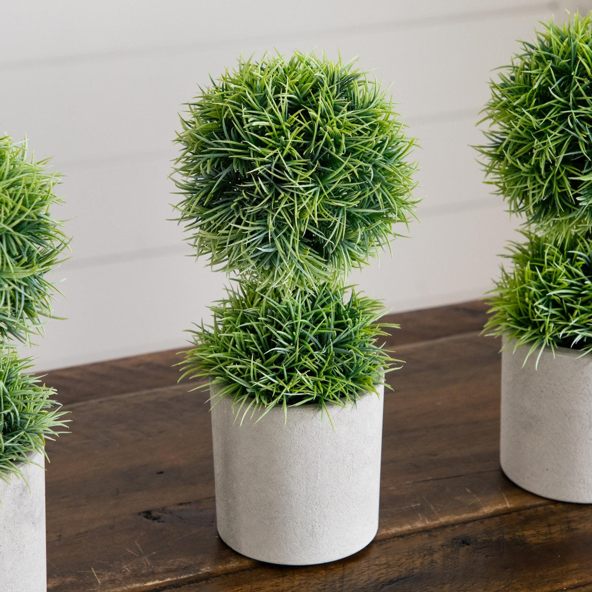 a group of potted plants