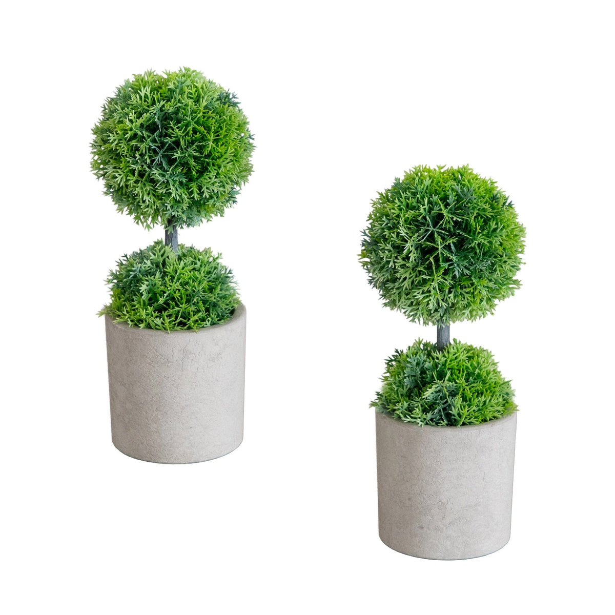 two plants in a pot