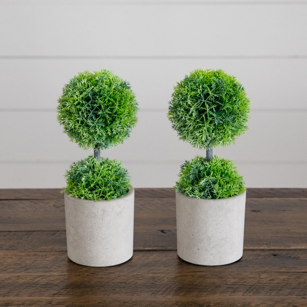 two small plants in pots